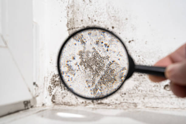 Why You Should Choose Our Mold Remediation Services in Bellflower, CA